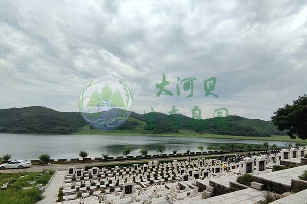 鐵嶺墓園安葬詳細步驟與注意事項！
